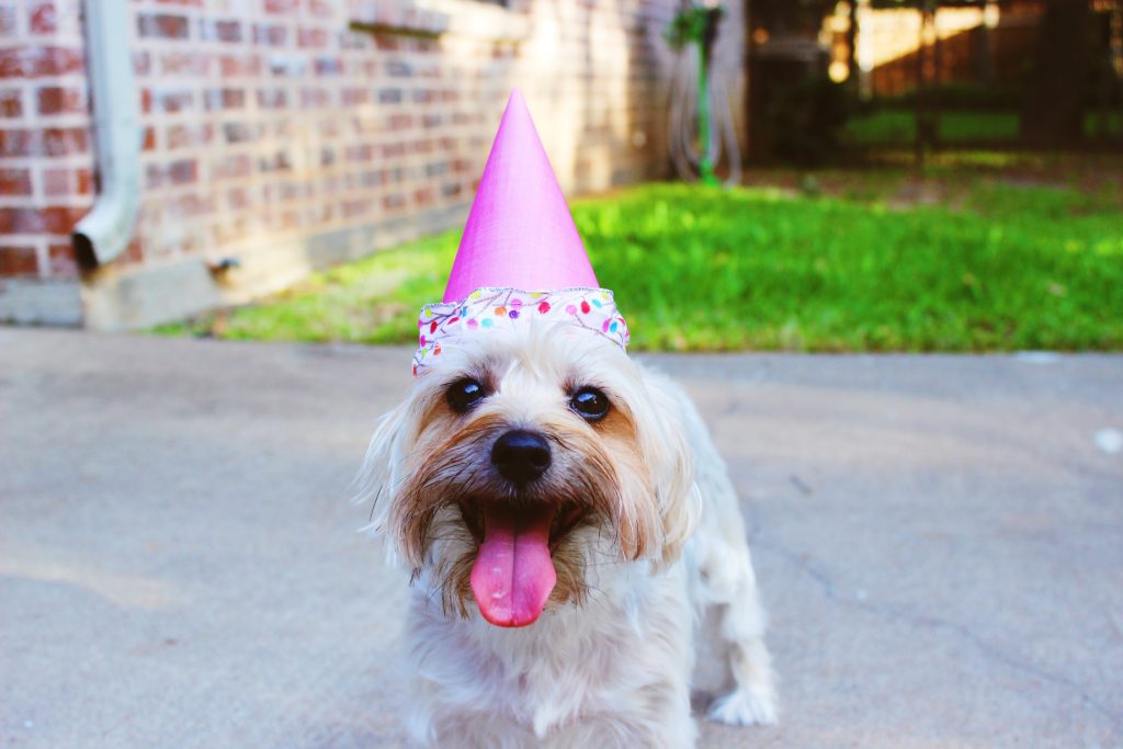 Chien-chapeau-d'anniversaire