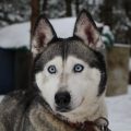 Husky-grands-yeux
