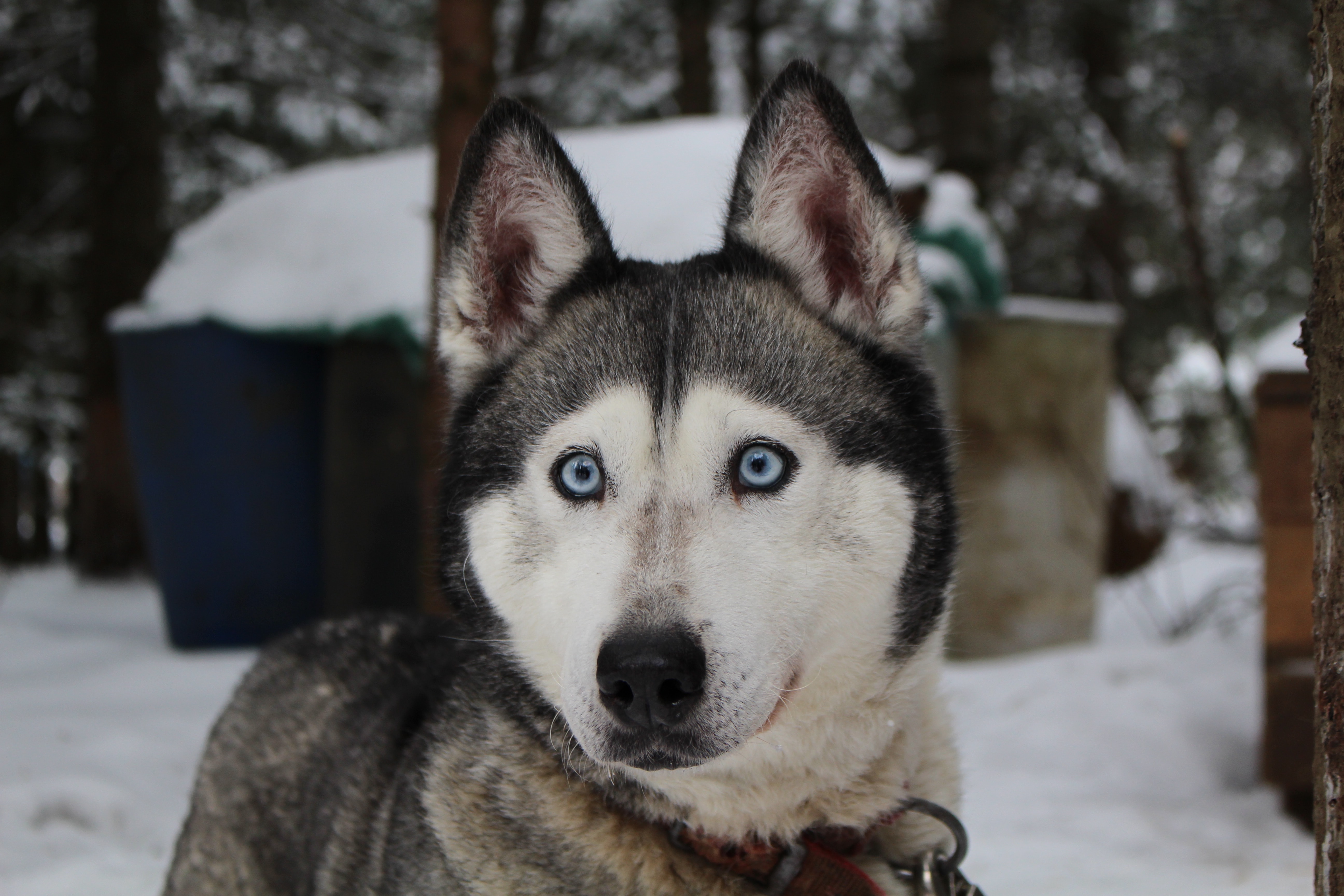 Husky-grands-yeux