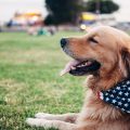 Chien-avec-un-foulard