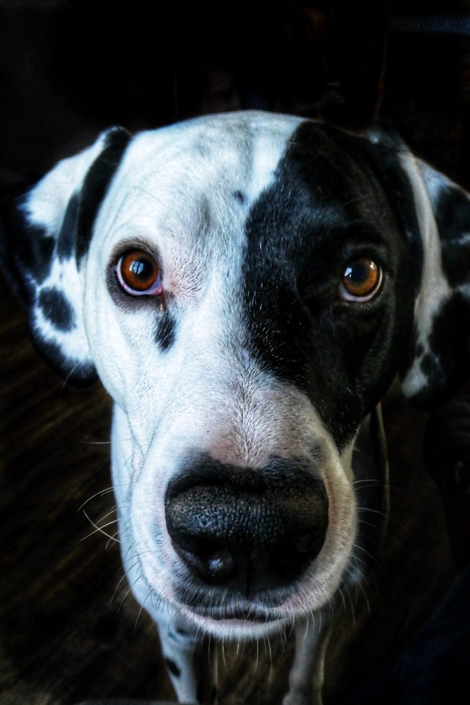 Dalmatien-de-face