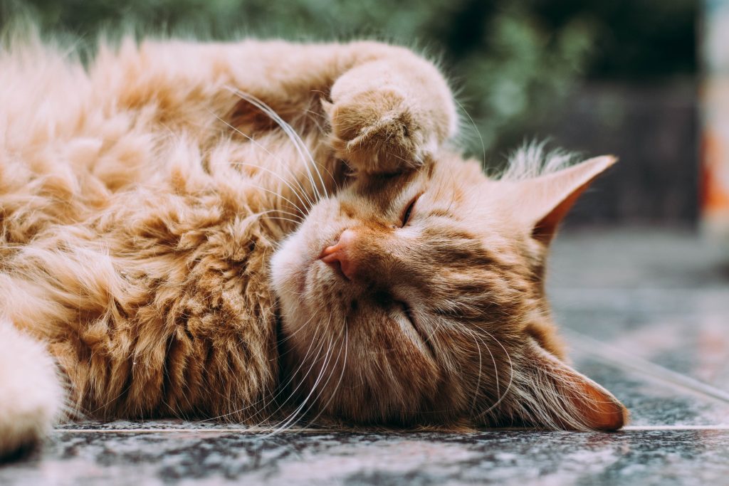 Reussir a trouver une alimentation parfaite pour votre chat